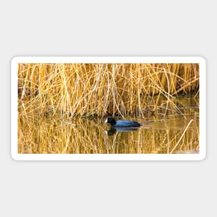 Common Coot in the Wild Sticker